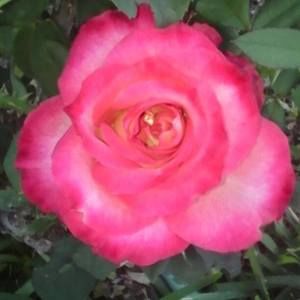 Meet your Posher, Miriam